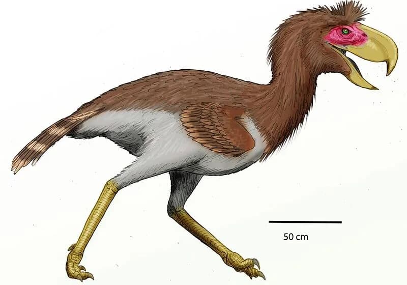 Phorusrhacos longissimus
