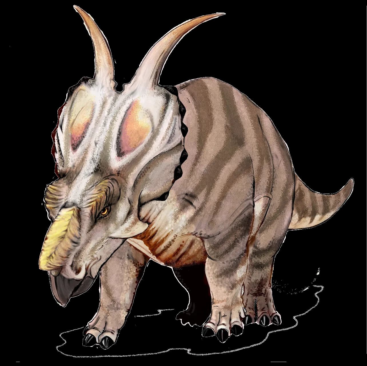 Reconstitution d'Achelousaurus horneri
