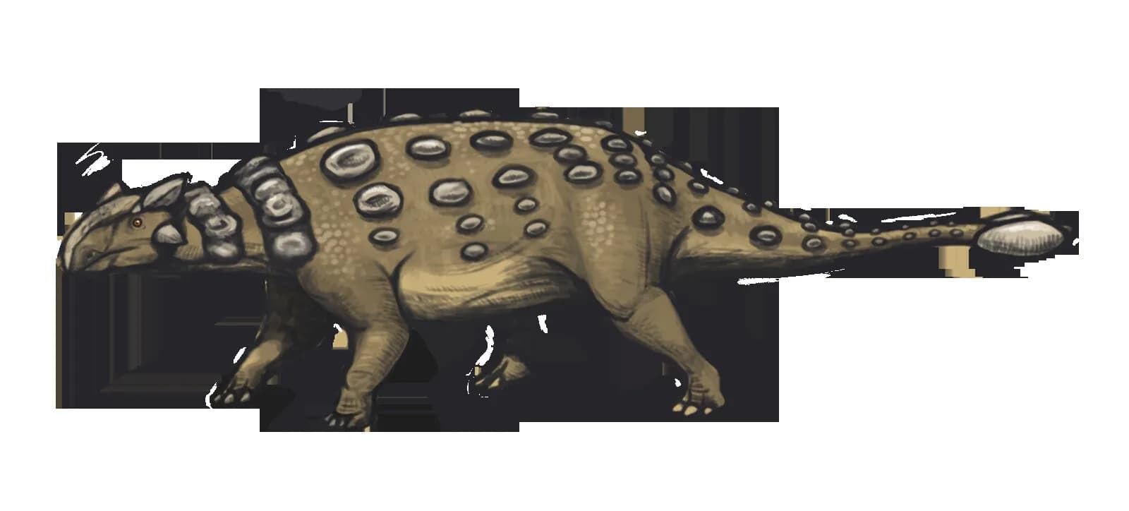 Ankylosaurus magniventris