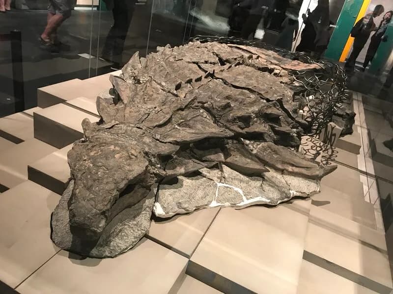 Borealopelta markmitchelli