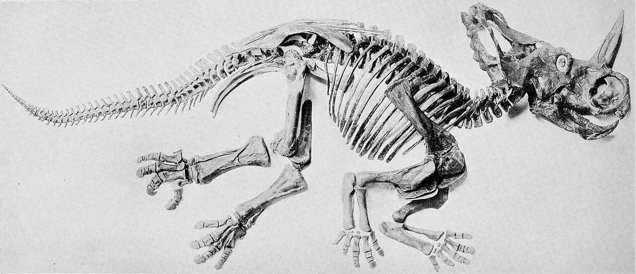Centrosaurus apertus