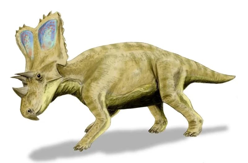 Reconstitution de Chasmosaurus belli avec sa collerette en forme de cœur