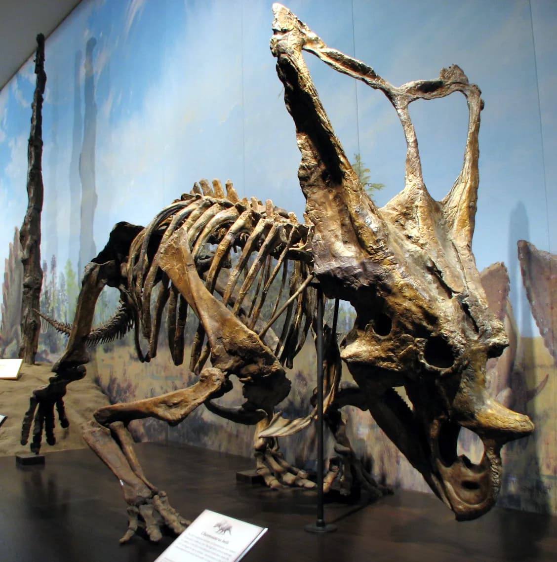 Crâne fossile de Chasmosaurus au Musée canadien de la nature