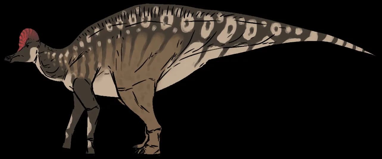 Reconstitution de Corythosaurus casuarius