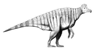 Reconstitution de Corythosaurus casuarius