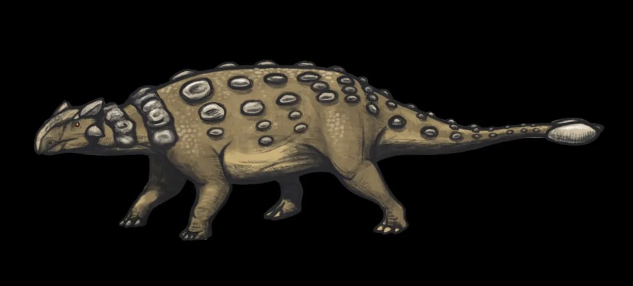 Edmontonia longiceps