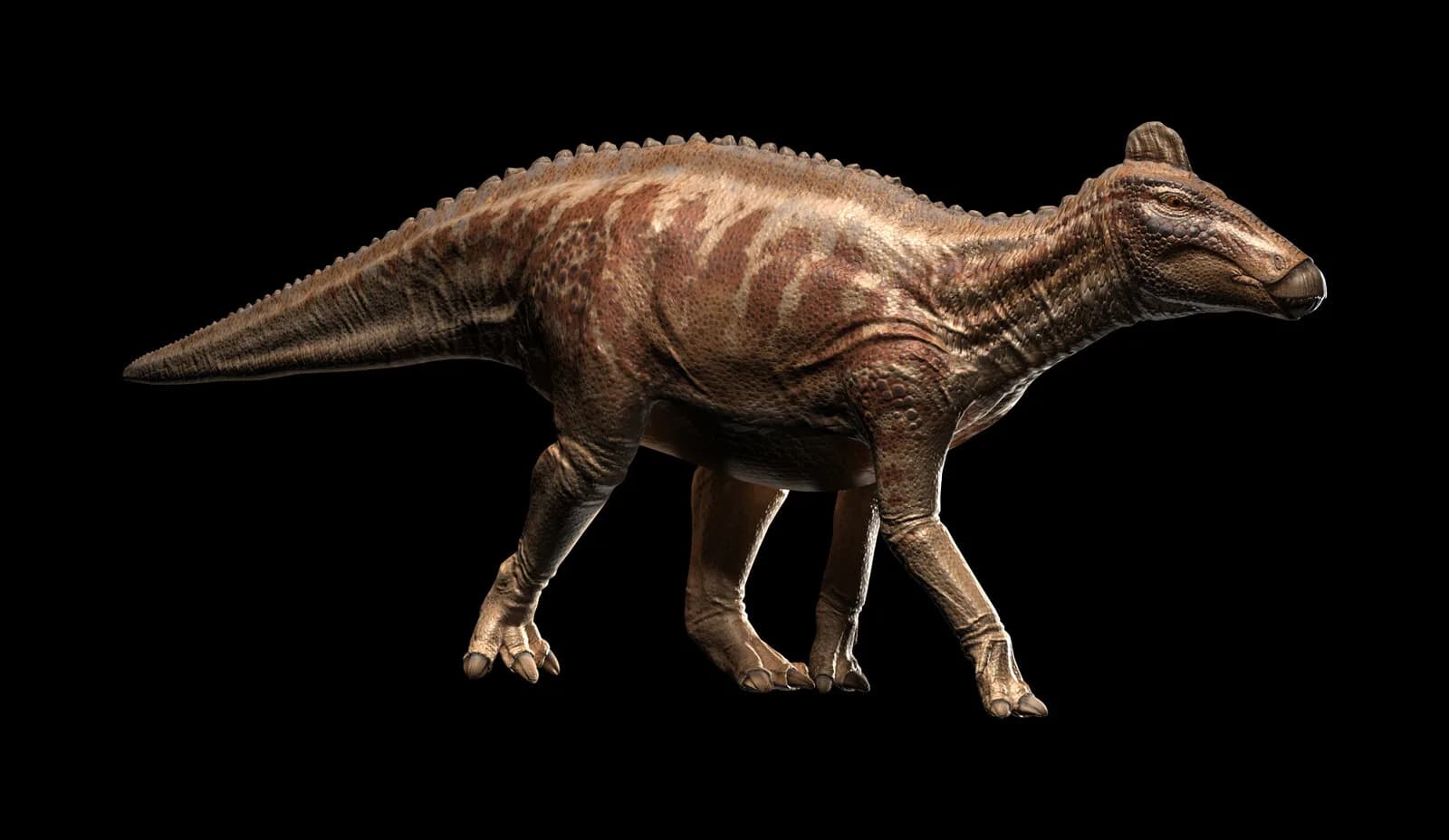 Edmontosaurus annectens