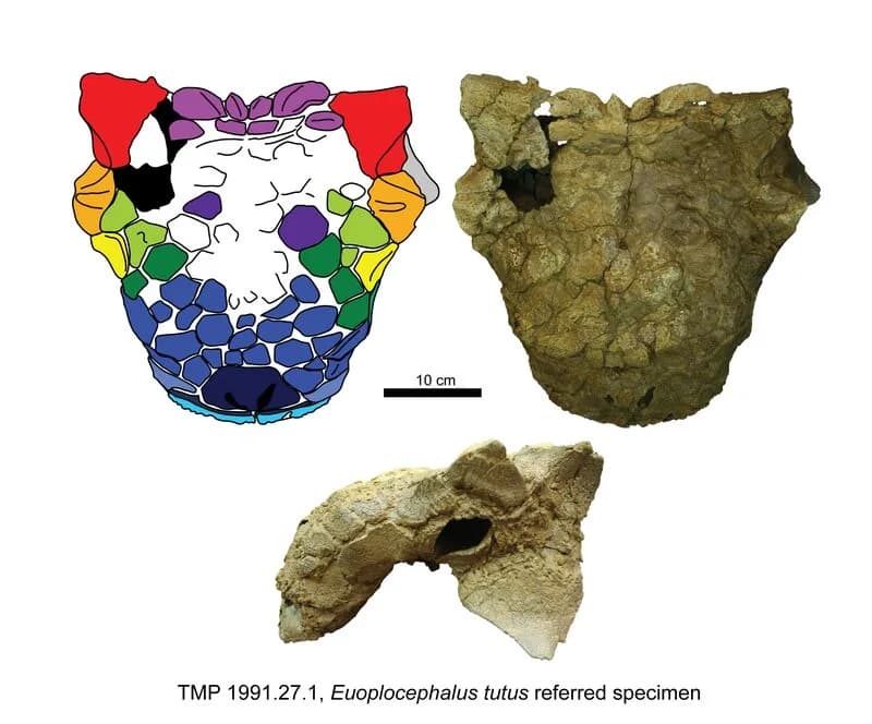 Reconstitution d'Euoplocephalus tutus