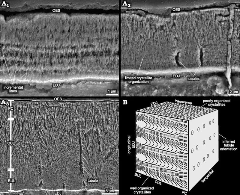 Microstructure de l'émail dentaire d'Heterodontosaurus