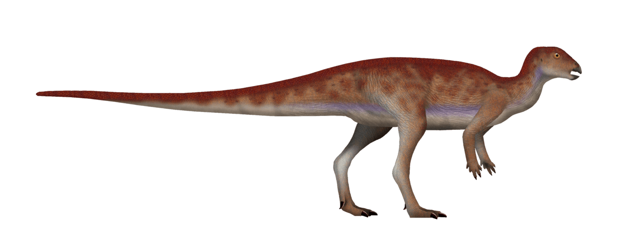 Hypsilophodon au musée de Bruxelles
