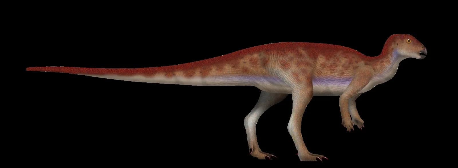 Reconstitution de Hypsilophodon foxii