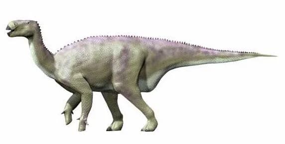 Reconstitution d'Iguanodon bernissartensis