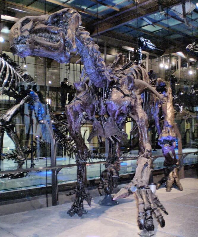 Squelette d'Iguanodon de Bernissart, IRSNB