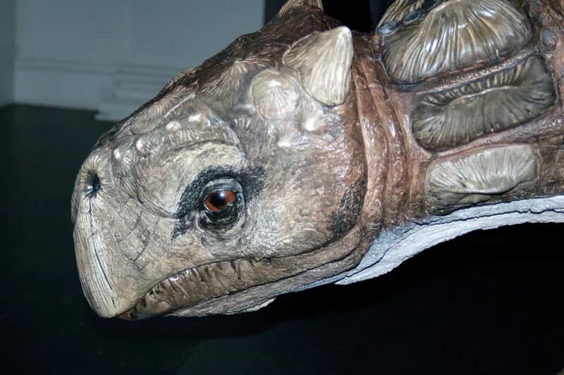 Modèle de Minmi au musée australien
