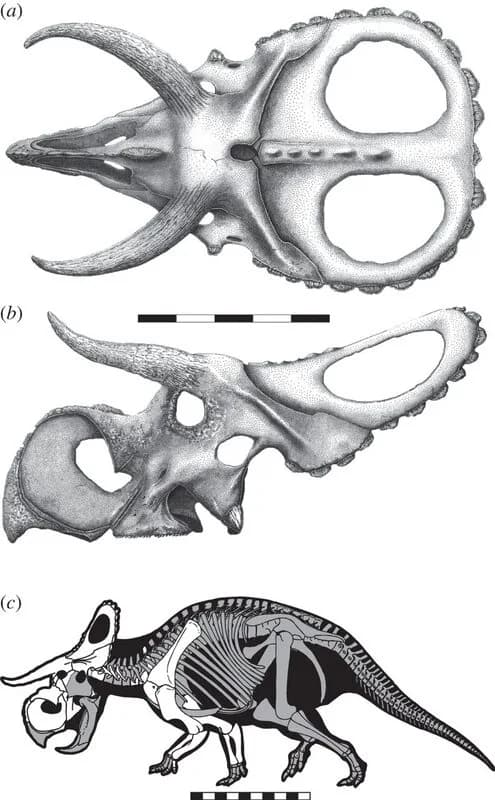 Nasutoceratops titusi