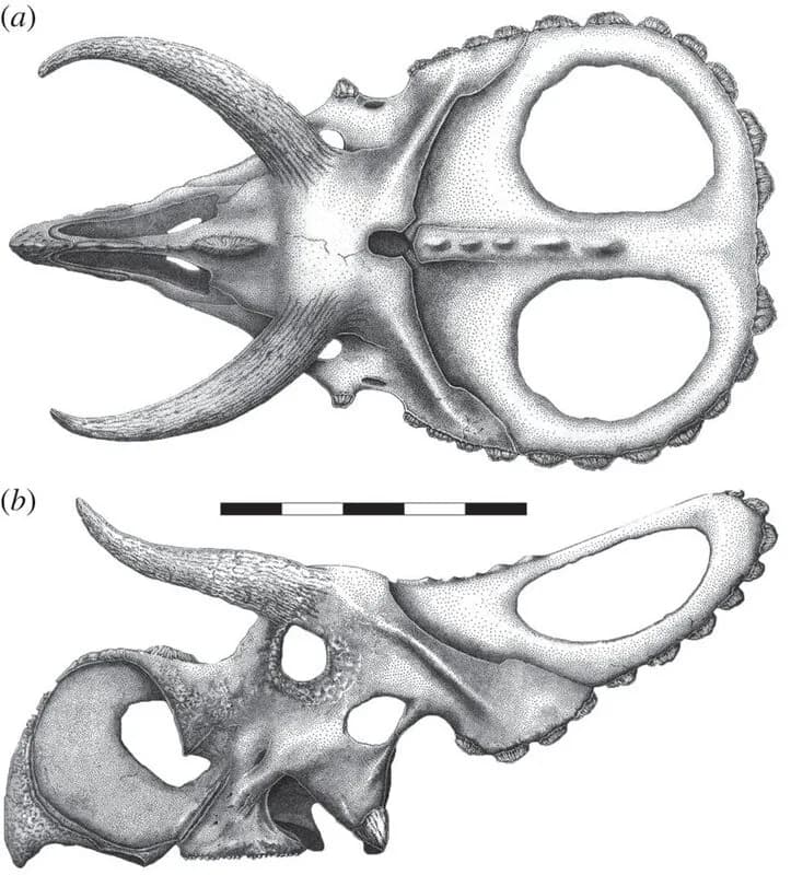 Spécimen de crâne de Nasutoceratops titusi illustrant la morphologie unique de son museau élargi et ses cornes supraorbitaires bovines