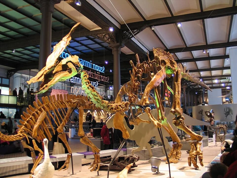 Squelette monté d'Olorotitan arharensis en exposition
