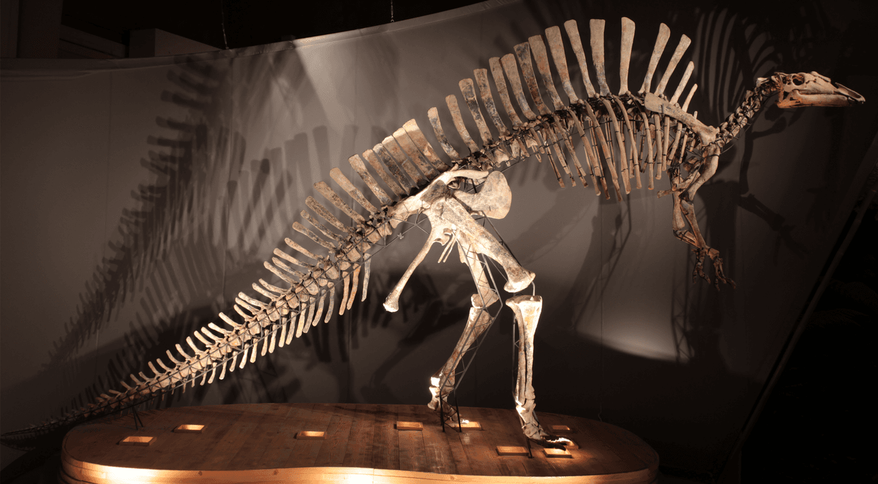 Squelette d'Ouranosaurus au musée