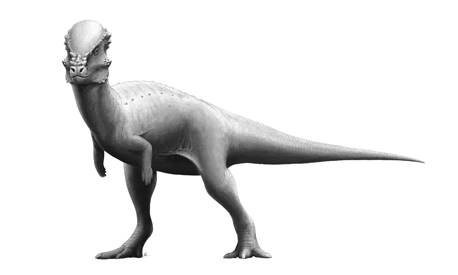 Reconstitution de Pachycephalosaurus wyomingensis (spécimen 'Sandy')