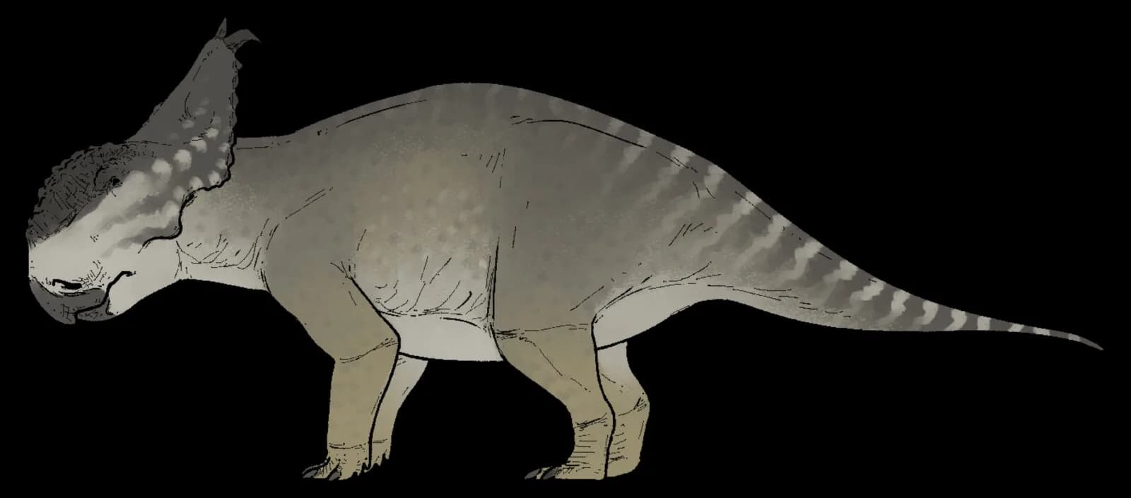 Pachyrhinosaurus canadensis