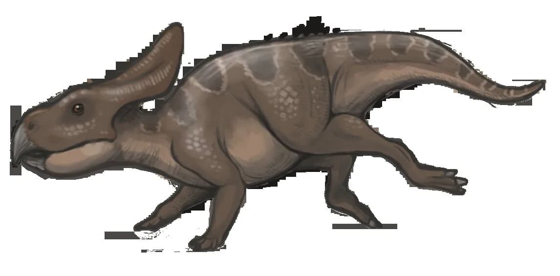 Reconstitution de Protoceratops andrewsi
