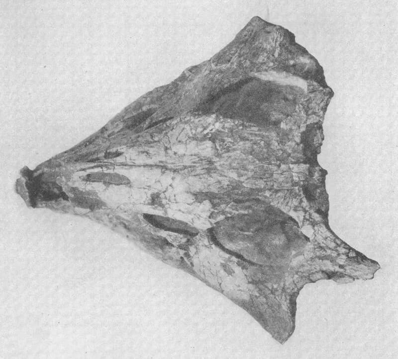 Crâne holotype de Protoceratops andrewsi