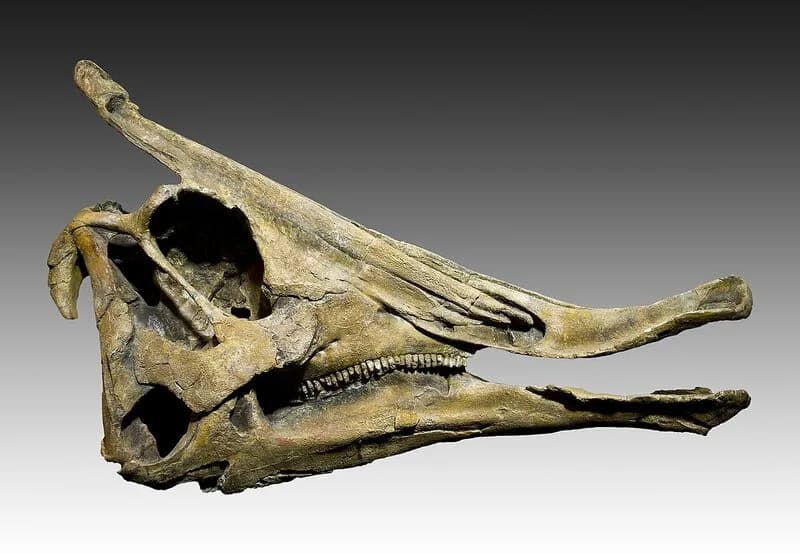 Saurolophus angustirostris