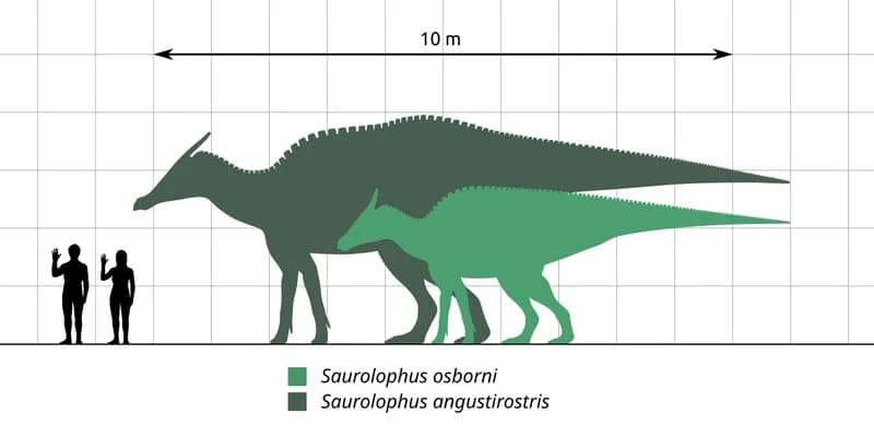 Comparaison de taille de Saurolophus