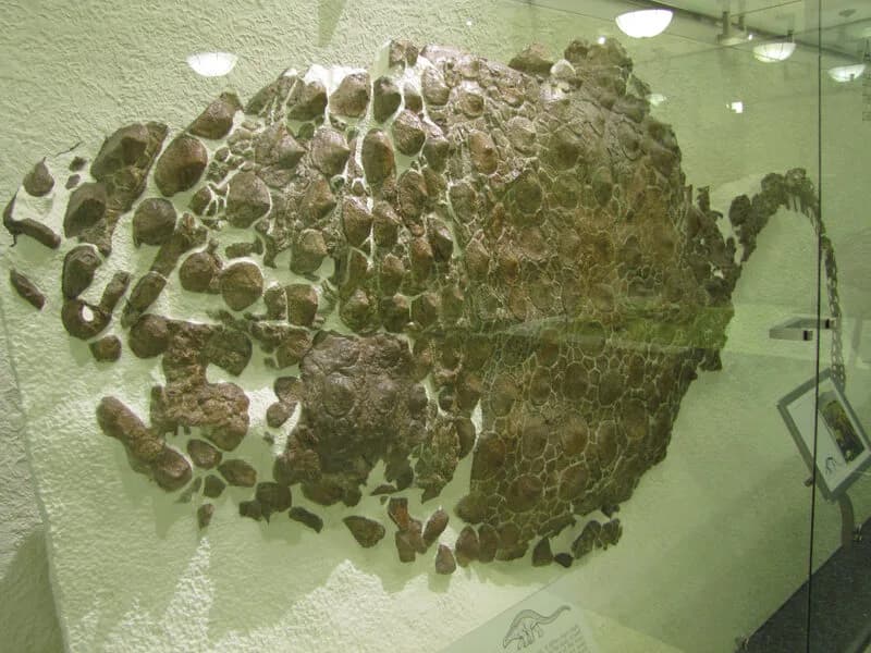 Armure fossile de Sauropelta