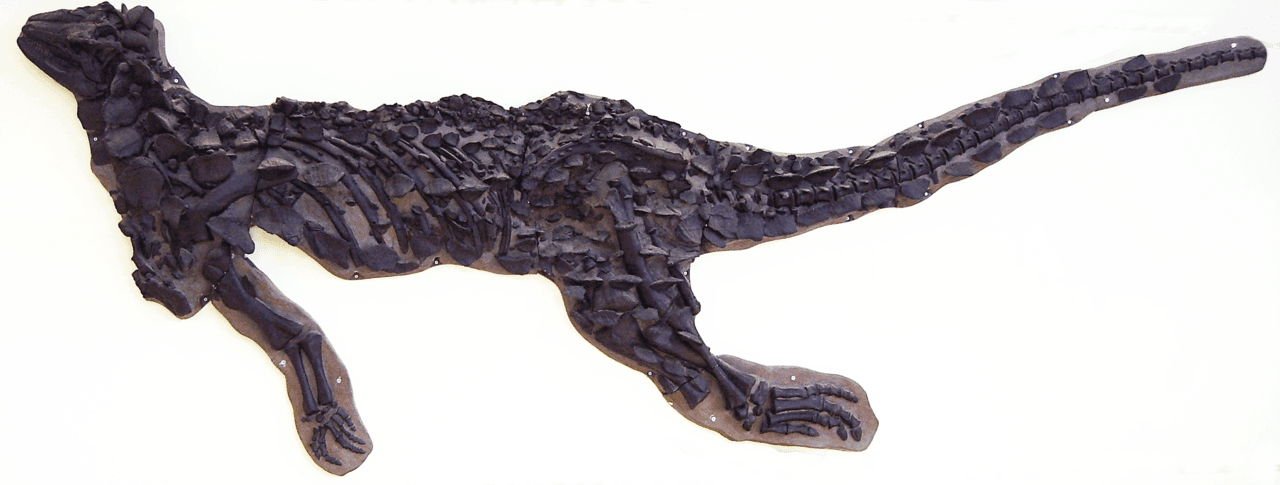 Squelette de Scelidosaurus
