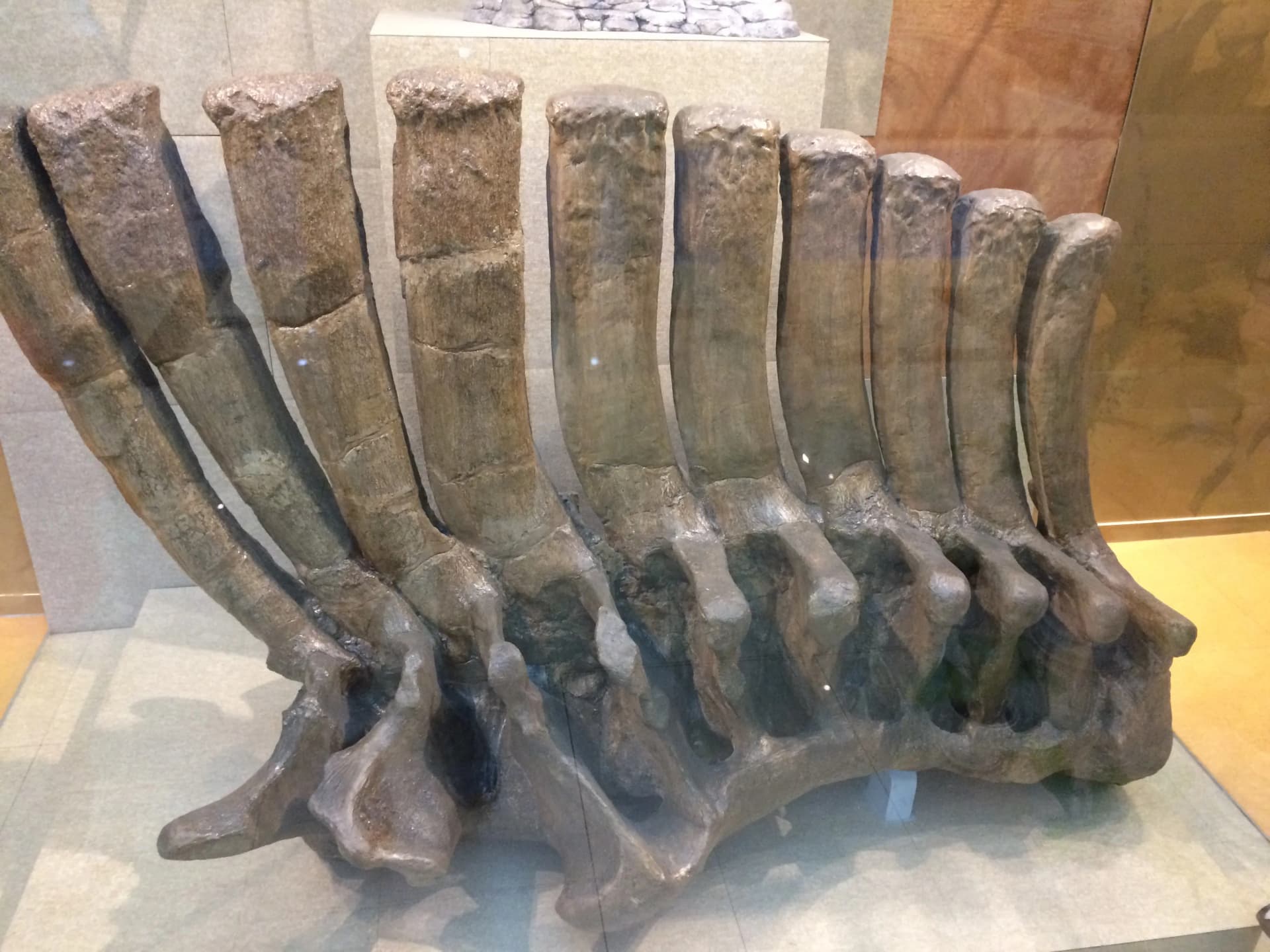 Squelette fossile géant de Shantungosaurus au Musée géologique de Chine