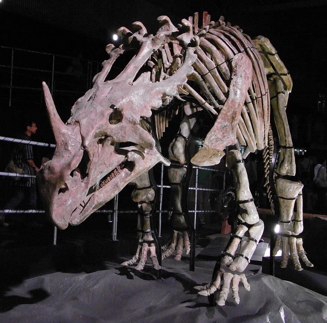 Squelette de Sinoceratops