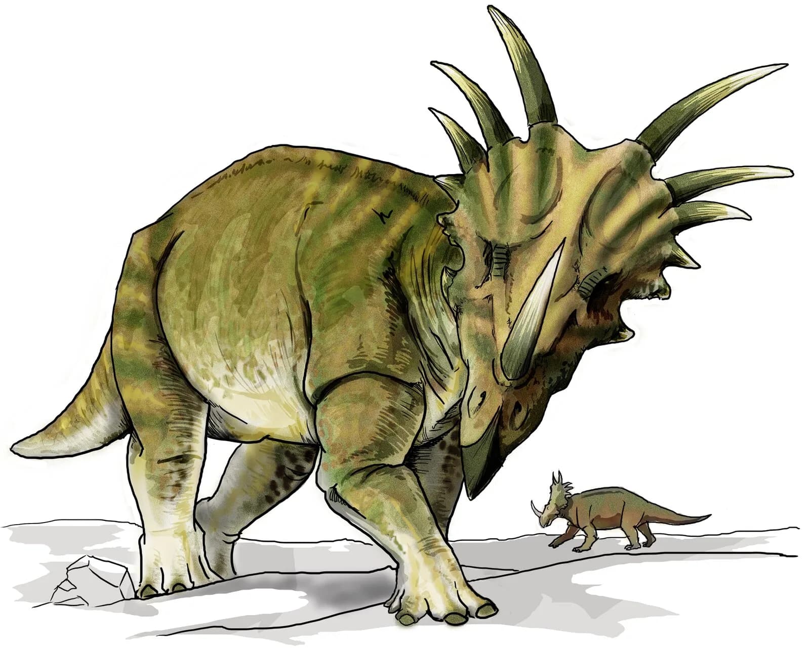 Reconstitution de Styracosaurus albertensis