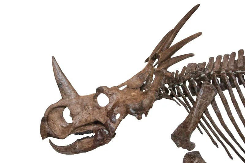 Crâne de Styracosaurus albertensis (AMNH 5372)
