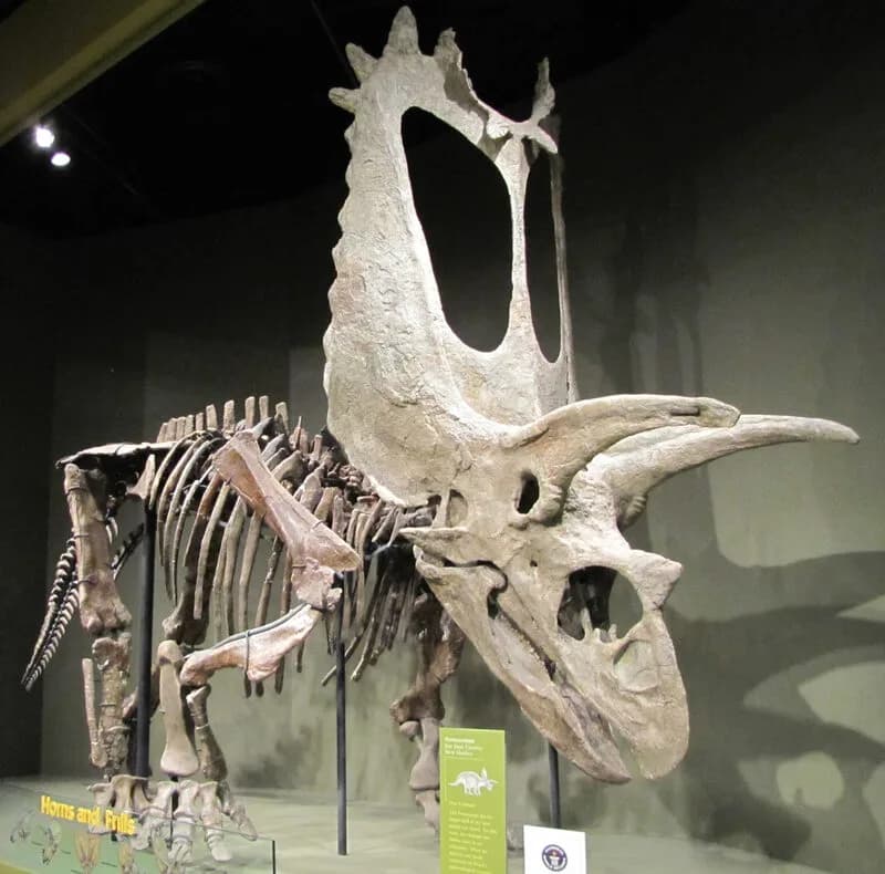 Reconstitution de Titanoceratops montrant la collerette massive