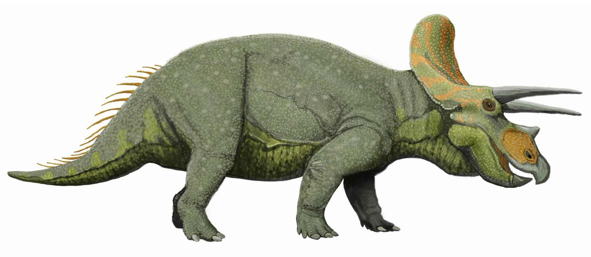Triceratops horridus
