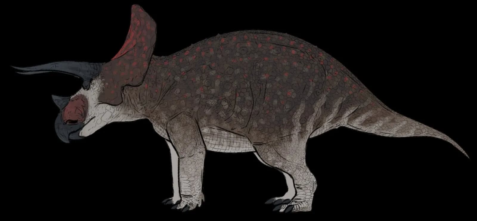 Reconstitution de Triceratops horridus