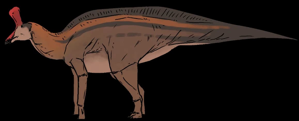 Os préfrontal de Tsintaosaurus avec crête