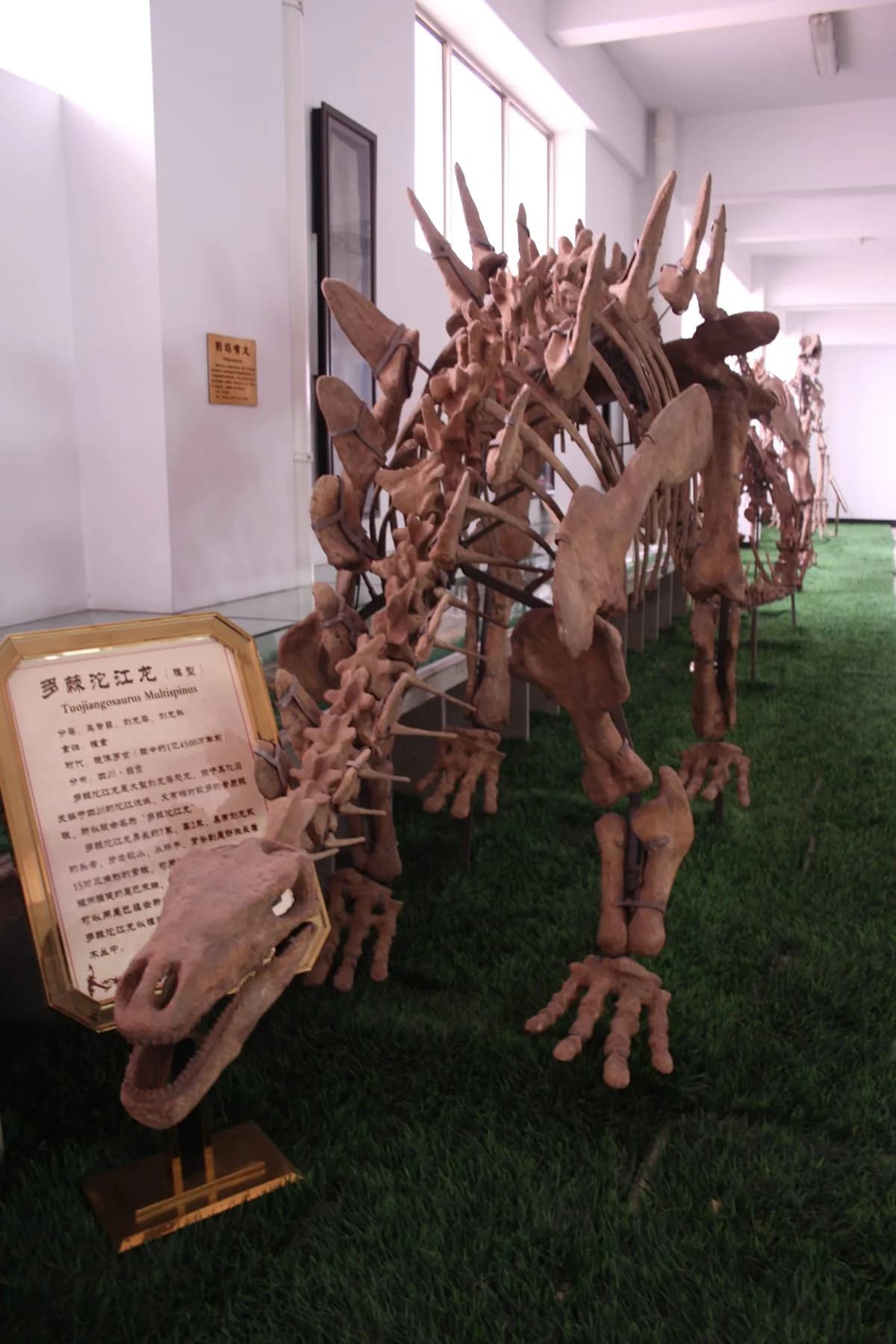 Squelette monté de Tuojiangosaurus