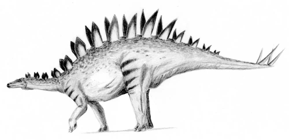 Reconstitution de Tuojiangosaurus multispinus