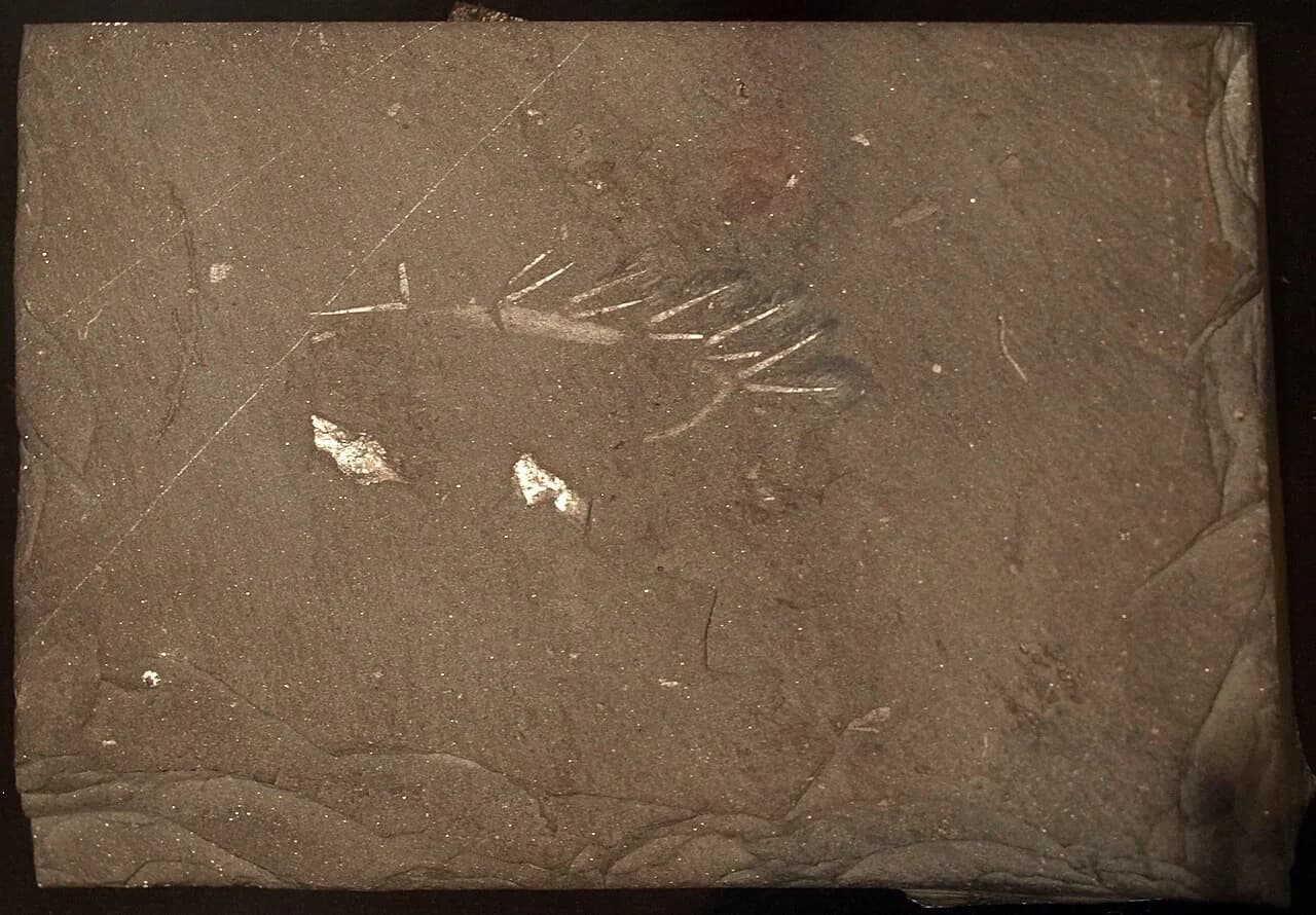 Reconstitution artistique d'Hallucigenia sparsa en tant qu'onychophore cambrien
