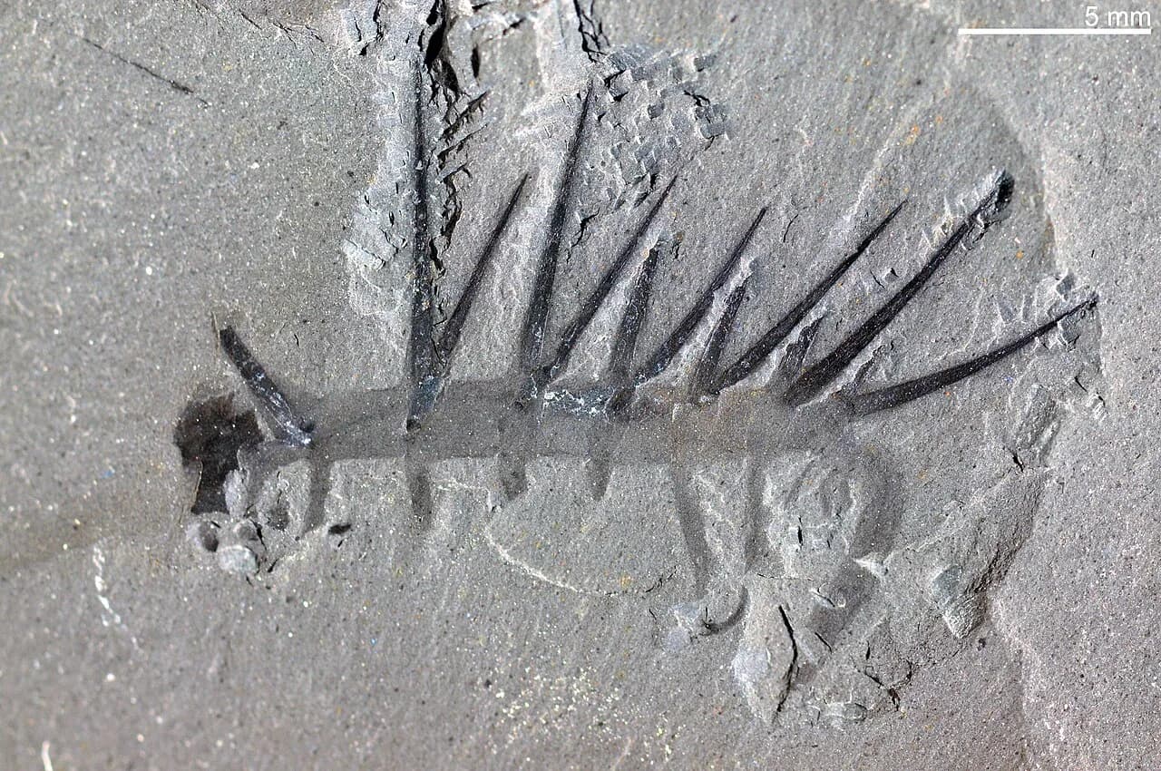 Fossile d'Hallucigenia exposé au Smithsonian, Washington D.C.
