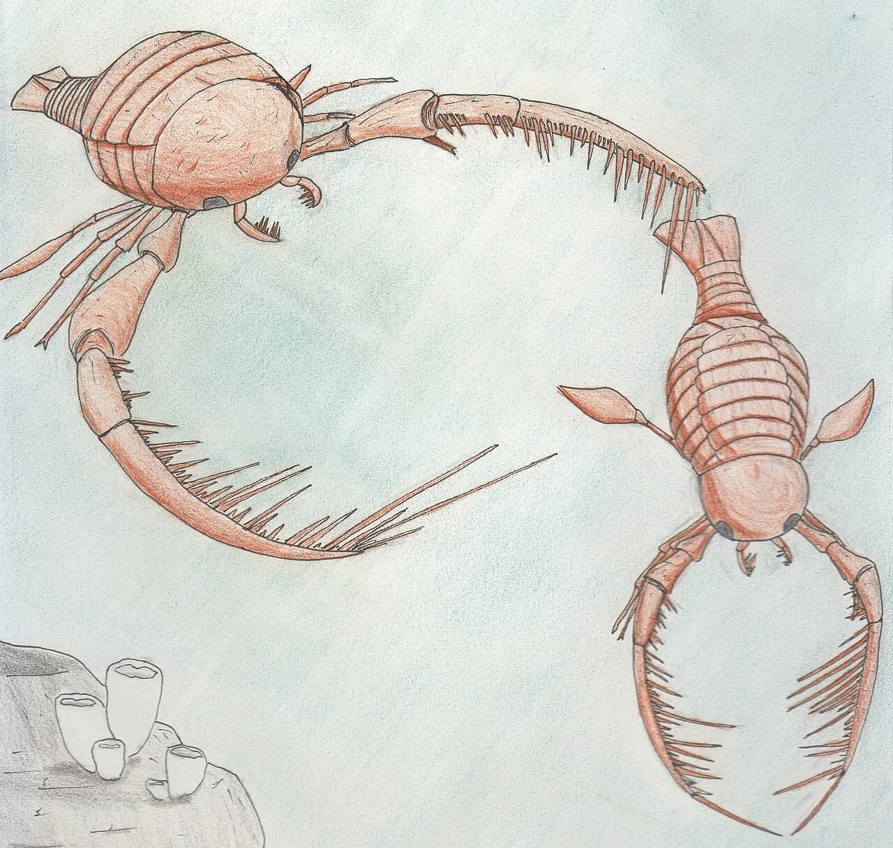 Reconstitution artistique de Megalograptus ohioensis, euryptéride géant de l'Ordovicien supérieur