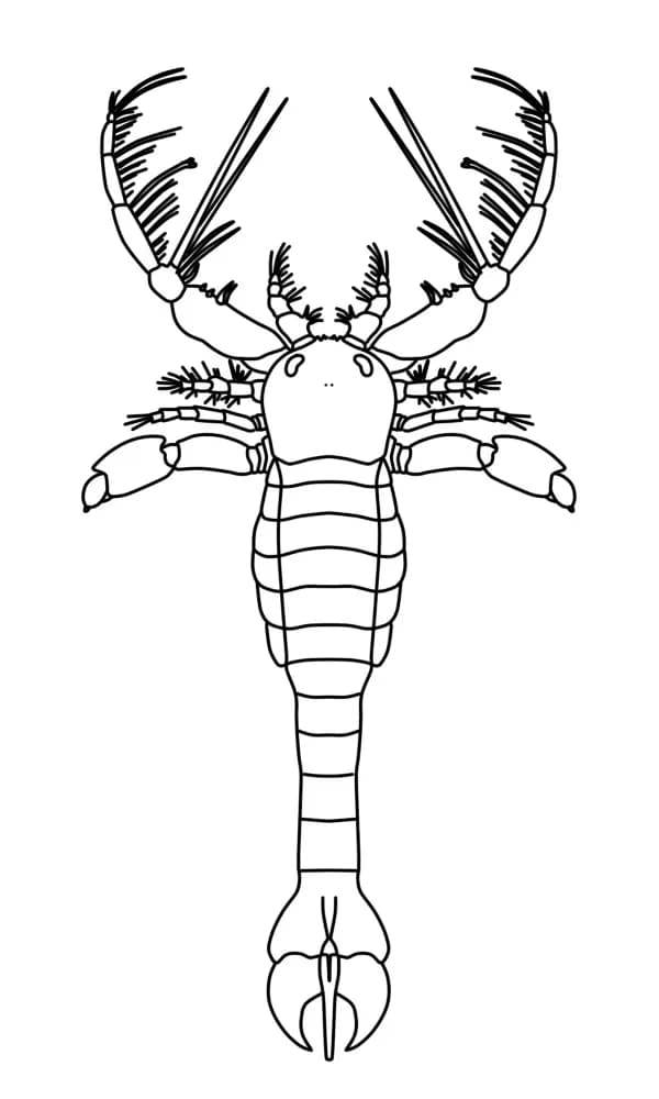 Fossile de Megalograptus montrant les appendices épineux caractéristiques