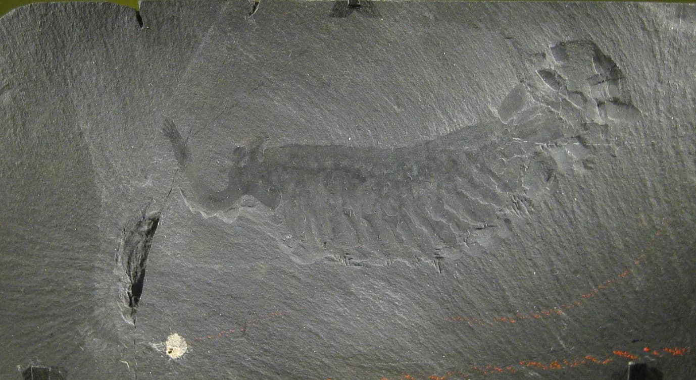 Opabinia regalis