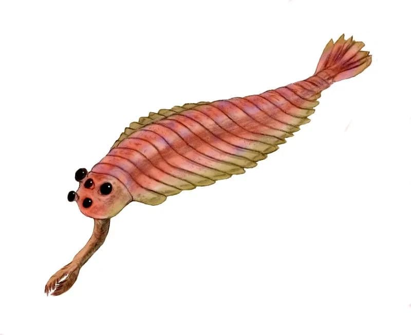 Reconstitution artistique d'Opabinia regalis avec ses lobes natatoires