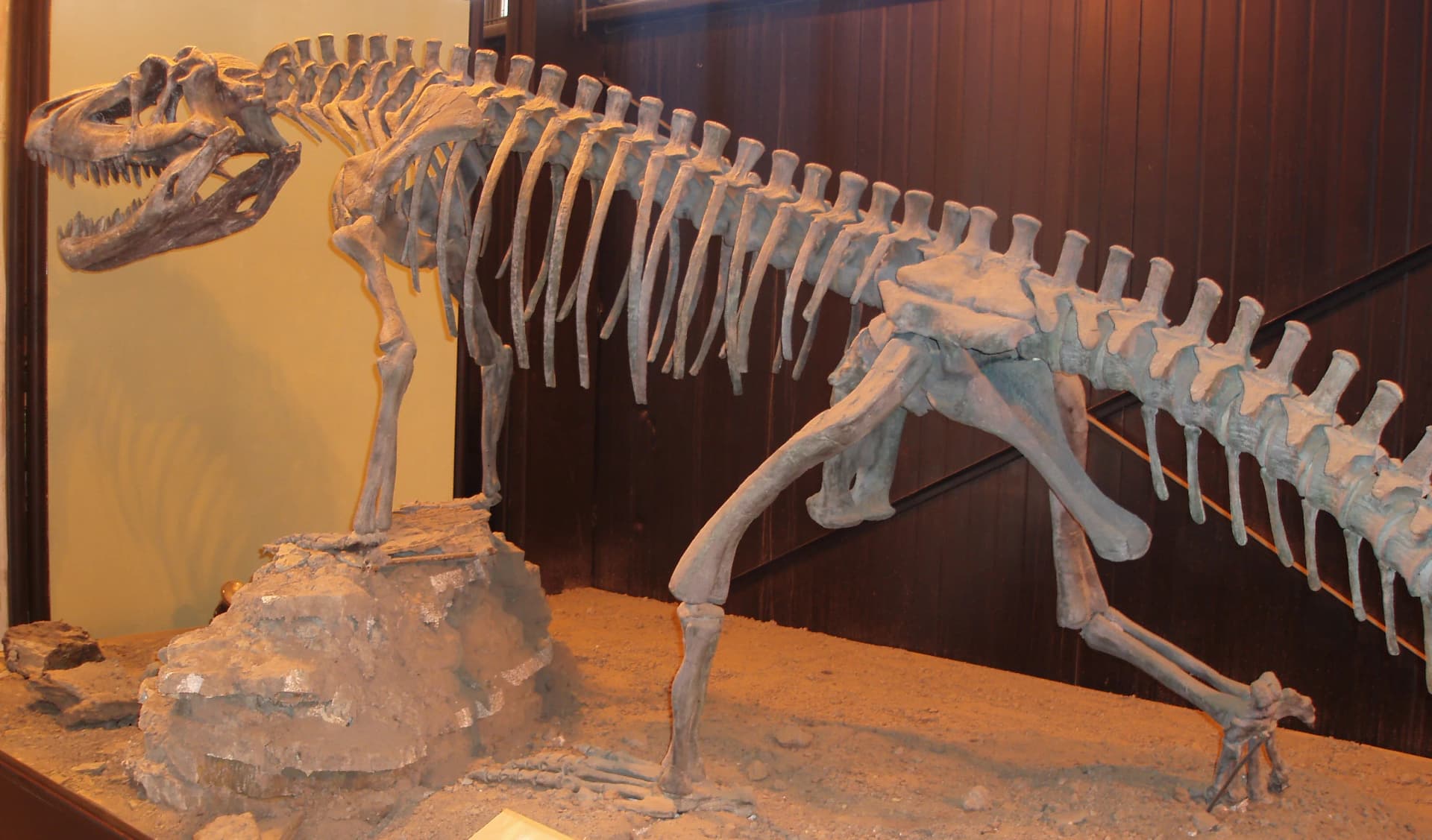 Saurosuchus galilei