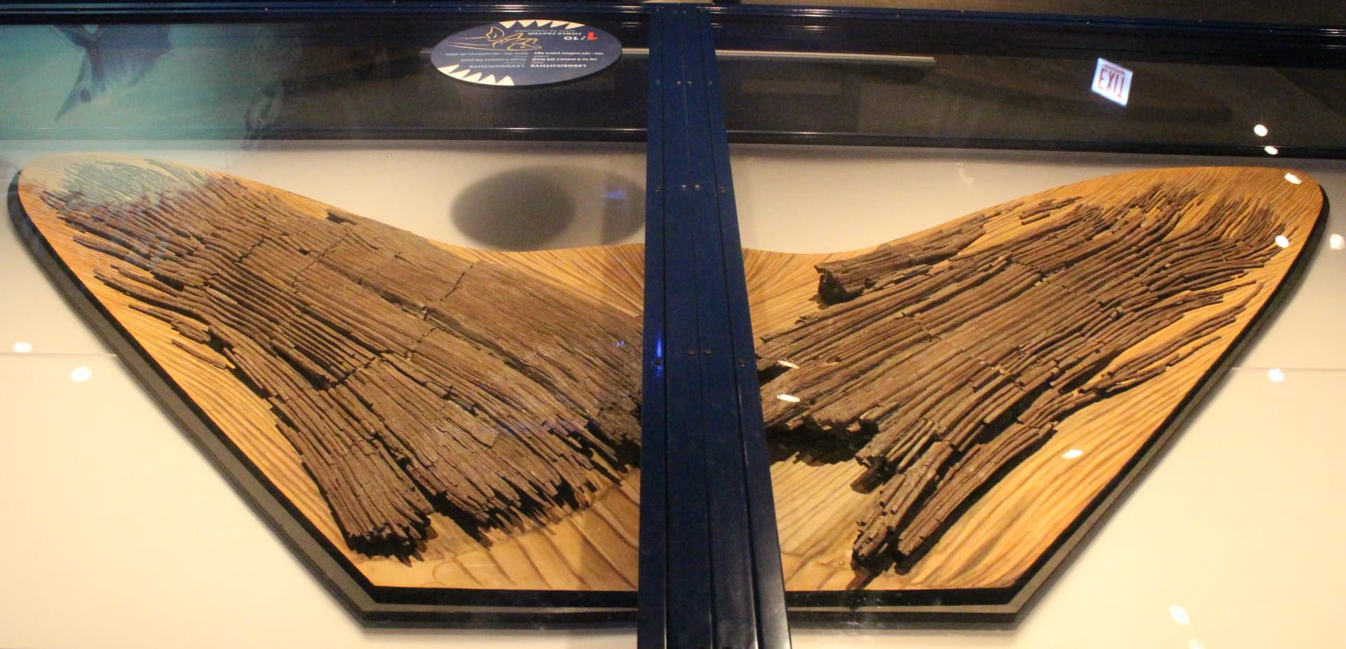Restes fossiles de Leedsichthys au Field Museum