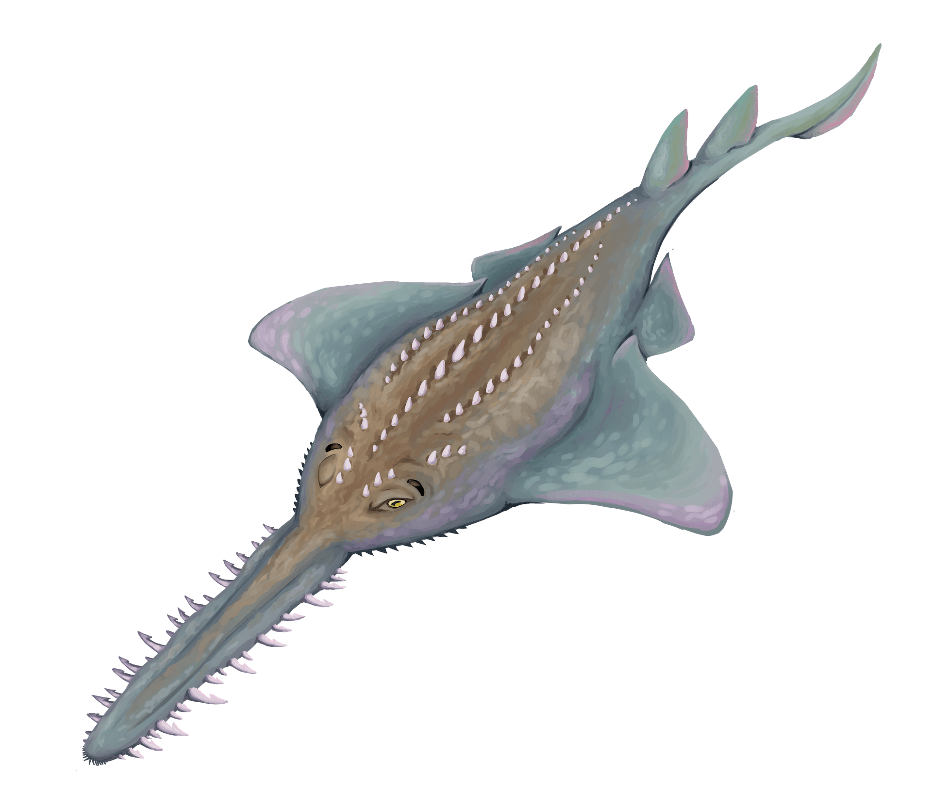 Reconstitution d'Onchopristis numidus