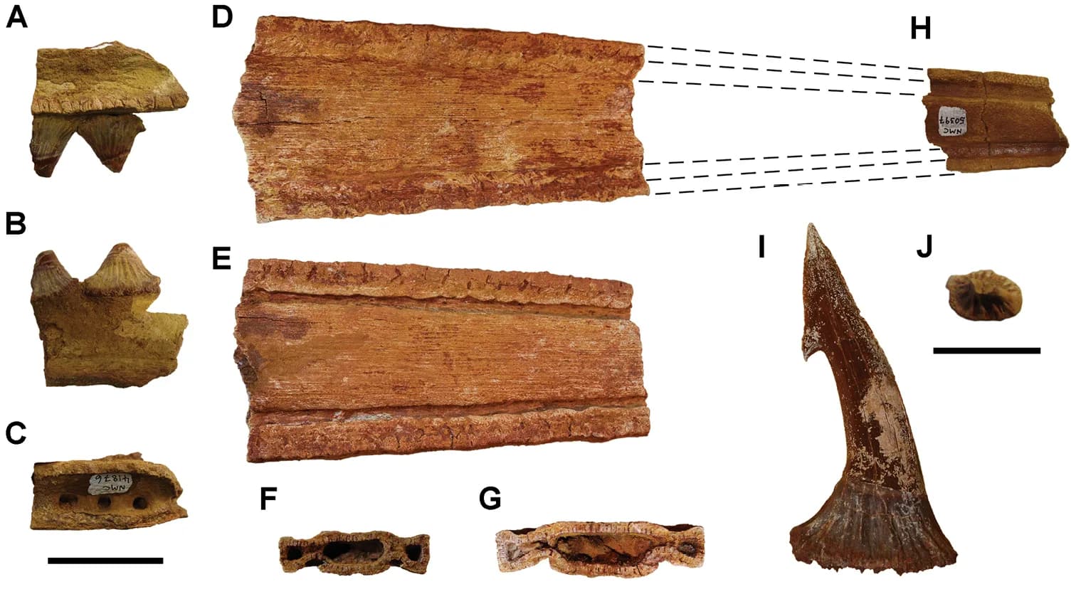 Restes fossiles d'Onchopristis numidus
